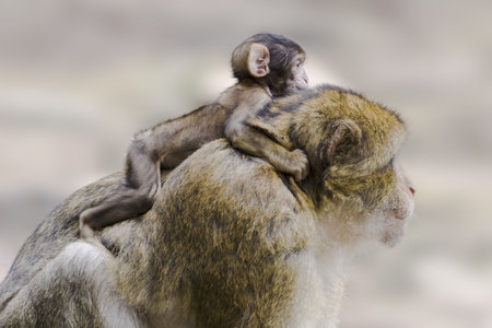 Barbary ape with young one on its backの写真素材