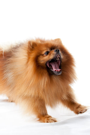 Cute little dog doing stretching exercise while yawningの写真素材