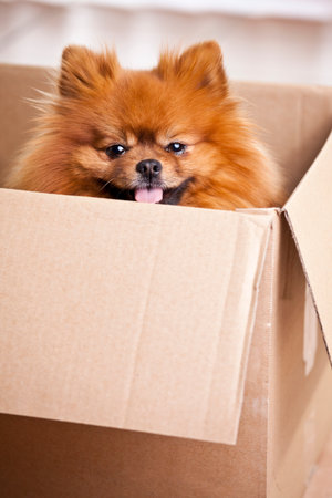 Cute dog looking out of a parcelの写真素材