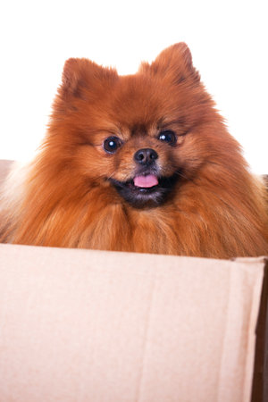 Cute pomeranian dog sitting in a parcel - isolated on white backgroundの写真素材