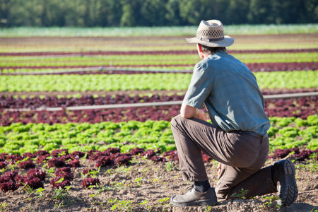 Farmer looking at a big field of lettuce with soil irrigation systemの写真素材