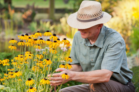 Mature gardener looking at yellow flowers in a flowerbed in a garden in the morning light - focus on the head of the manの写真素材