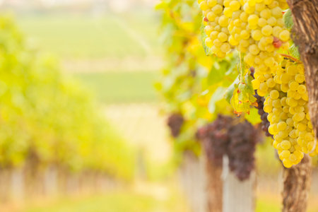 Blurred landscape of vineyards with white and red grapes - focus on the right side on the grapesの写真素材
