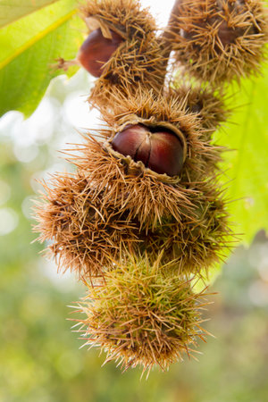 Sweet chestnuts on a tree on a sunny day in fall - selective focusの写真素材