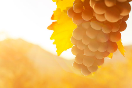 Red wine grapes in front of a landscape with hills in the blurred background - lens flareの写真素材