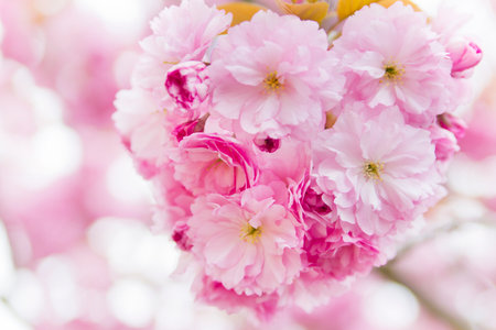 Close-up of pink cherry blossoms on a tree - selective focus blurred backgroundの写真素材