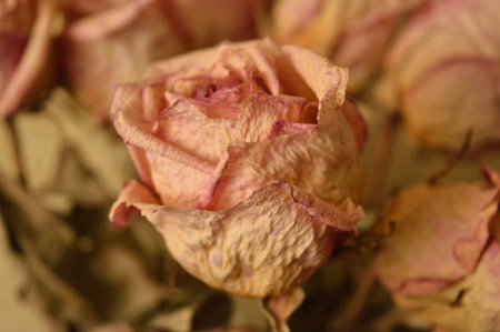 rose flower dead plant red beauty photoの写真素材