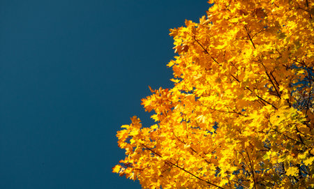 autumn maple leaves blue yellow orange skyの写真素材