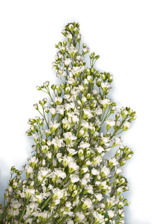 Arabis caucasica (Brassicaceae) or rock cress. Romantic beautiful garland with small soft terry pale milky wildflowers isolated on white backdrop with clipping masks. View close-up with space for textの写真素材
