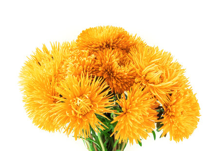 Curvy needle vibrant amber asters isolated on white background with clipping path. Close-up view with space for text の写真素材
