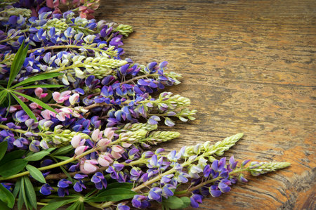 Vibrant beautiful romantic lila Lupininae, fresh plant in legume family, Fabaceae. Mother's Day Gift border. Close-up detail top view with space for text on aged beige wood plank tableの写真素材