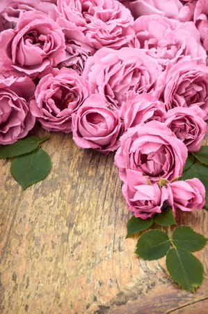 Vibrant beautiful romantic elegant fresh crimson flowerheads with leaves. Mother's Day Gift border design. Close-up detail top view with copy space for text on aged grunge beige wood plank surfaceの写真素材