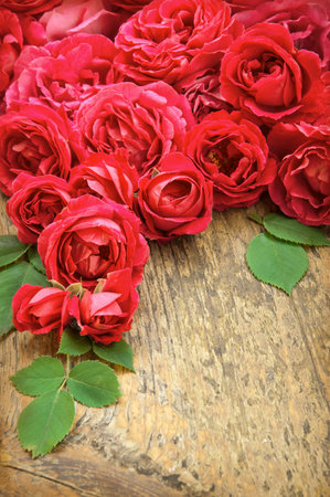 Vibrant beautiful romantic elegant fresh crimson flowerheads with leaves. Mother's Day Gift border design. Close-up detail top view with copy space for text on aged grunge beige wood plank surfaceの写真素材