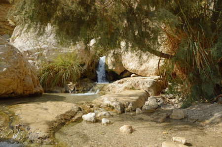 Middle East arabian scenic view. Pure brook flows in beautiful gorge Ein Gedi, in arid Judean desert on shore of Dead Sea near Masada and Qumran Caves. Place where biblical David hid from King Saulの写真素材