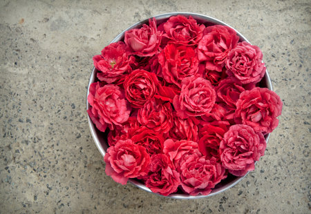 Bright romantic pure fresh crimson rosa flowerheads collected in steel bucket for drying for body spa salon skin care. Close up detail top view with copy space for text on grunge grey stone surfaceの写真素材