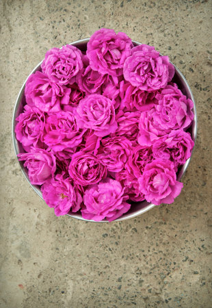 Bright romantic pure fresh crimson rosa flowerheads collected in steel bucket for drying for body spa salon skin care. Close up detail top view with copy space for text on grunge grey stone surfaceの写真素材