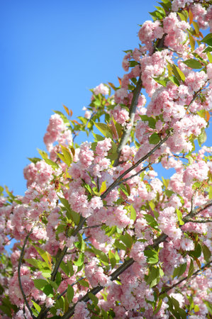 Beautiful gentle fresh aromatic pale rose florets, small buds and green leaves on young twig lighted by bright springtime may day sun. Detail view closeup with space for text on cyan heaven backdrop の写真素材
