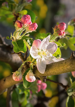 Beautiful aromatic white flower with yellow stamens and small pink buds on young apple twig lighted by bright springtime sunshine. View close-up with space for text on dark background of green grassの写真素材