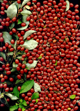 Elaeagnus multiflora (Goumi, Gumi, Natsugumi, or Cherry silverberry) is deciduous or semi-evergreen autumn-olive shrub native to China, Korea, and Japan. Close-up view with space for textの写真素材