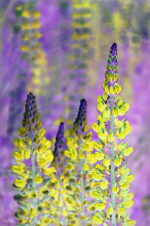 Light vibrant lime color Lupininae in early springtime blooms, plant in legume polyphylus family, Fabaceae. Close-up view with space for text on flowering lawn in forest quiet sceneの写真素材