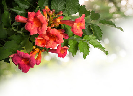 Campsis radicans flowers (trumpet vine or trumpet creeper) in family Bignoniaceae, also known as cow itch or hummingbird vine, native to woodland in China and America. Closeup view with space for textの写真素材