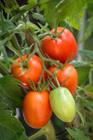 Bright refreshment branch plum tomato varieties ripens on the stalk with hanging green leaves in warm glasshouse. Close-up viewの写真素材