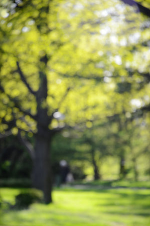 Mood purity scene not in focus. Blinking bio vert lush plant glisten deep pattern of vibrant dense mint color lit by day shine. Scenic view with space for text on soft sunlight copyspaceの写真素材