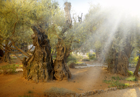 Yerushalayim, Middle East. Aged sacred pilgrim place of Judea. Large gnarled shrine sunlit green plant. Famous jew Olivet gethsemani land. Evening sunny scene with space for text on brown groundの写真素材