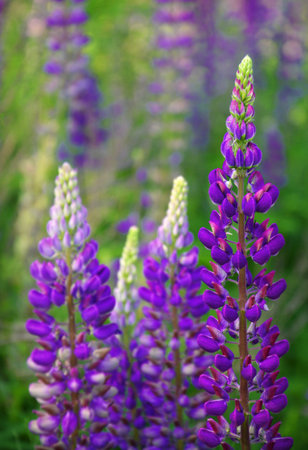 Dark vibrant  lila Lupininae in early summertime blooms, plant in legume family, Fabaceae. Close-up viev with space for text on green flowering field in forestの写真素材