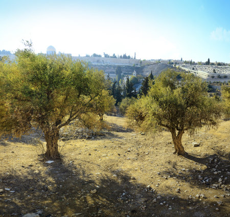 Yerushalayim, Middle East, May 2016. Old sacred capital of Judea. Archaic downtown panoramic view with space for text on blue sky backdrop. Famous jew holy land place of judaic King David, Solomonの写真素材
