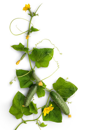 Cucumber â widely cultivated plant in gourd family Cucurbitaceae. Vine with fruits varying degrees of maturity, fading yellow flowers, lush foliage, curled tendrils. Closeup isolated on white backdropの写真素材