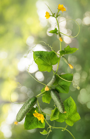 Cucumber is widely cultivated plant in gourd family Cucurbitaceae. Vine with fruits varying degrees of maturity, fading yellow flowers, lush foliage, curled tendrils. Closeup view with space for text の写真素材