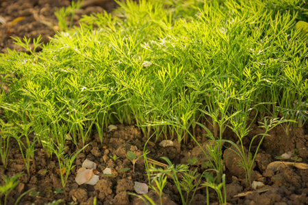 Early light lush fresh diet raw dill (Anethum graveolens) shoots on bed on agro household plot on dacha kitchen kailyard on sunny springtime day. Close-up view with space for text on dirt black earthの写真素材