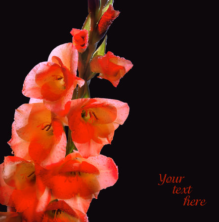 Gladiolus branch with gently coral flowers and closed buds covered with large drops of dew isolated on black backdrop. Mystery evening lighting plants in night park. Close-up view with space for textの写真素材
