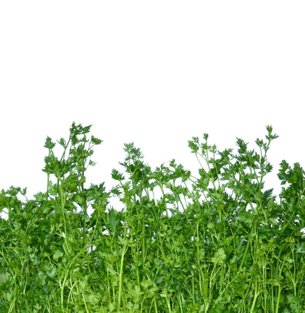 Macro view of Horticultural beds with fresh fragrant green parsley isolated on white background with clipping maskの写真素材