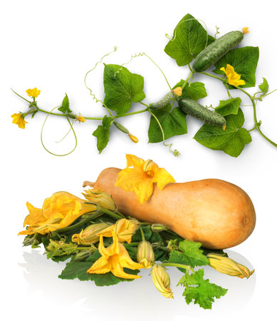 Ripening large raw succulent courgette cucurbitaceae family production grow on vine twig with vivid green leaves and big bright orange buds. Close-up view with clipping pathの写真素材