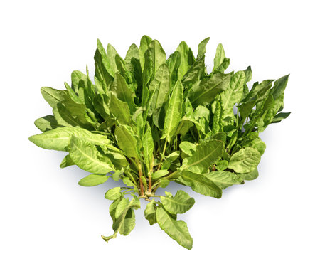 Lush scrub young sorrel vivid sunny spring day isolated on white background with clipping path. View close-up with space for textの写真素材