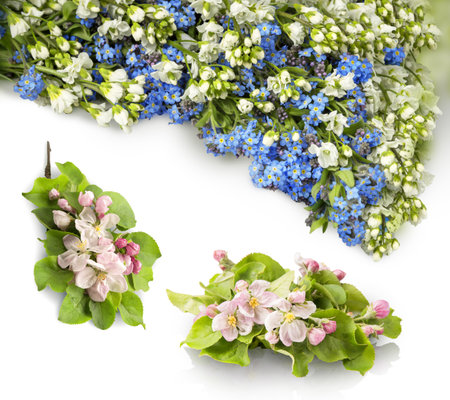 Beautiful tiny springtime garden plant. Bright cyan Boraginaceae, light Iberis. Tree sprig of abloom pale rose flowers with yellow pistils and vibrant green leaves. View close-up with space for textの写真素材
