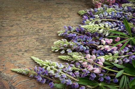 Vibrant beautiful romantic lila Lupininae, fresh plant in legume family, Fabaceae. Mother's Day Gift border. Close-up detail top view with space for text on aged beige wood plank tableの写真素材