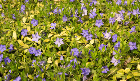 Beautiful lush Periwinkle Vinca (catharanthus) small pale lilac inflorescence in forest glade on bright sunny springtime day. Close-up view with space for text on fond of vivid lemon color leafageの写真素材