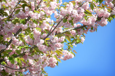 Beautiful gentle fresh aromatic pale rose florets, small buds and green leaves on young twig lighted by bright springtime may day sun. Detail view closeup with space for text on cyan heaven backdrop の写真素材
