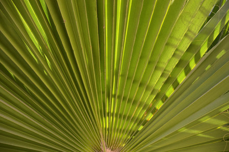 Bio deep fond of vivid dense irish mint color. Macro view with space for text on soft spring copyspaceの写真素材
