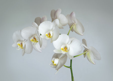 Picturesque garland with small nice Orchidaceae flowerheads on silver backdrop. Detail view with space for text on pastel paper cardの写真素材
