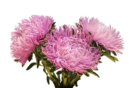 Curvy needle gently pink asters isolated on white background with clipping mask. Close-up view with space for textの写真素材