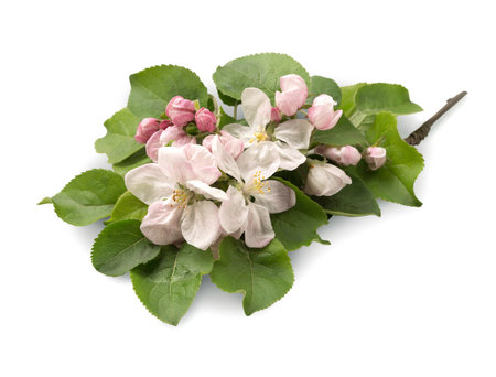 Young sprig of apple seedling abloom beautiful pale rose flowers with light yellow pistils and bright green leaves isolated on light backdrop with clipping path. View close-up with space for textの写真素材