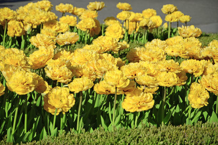 Gentle fresh aromatic vivid tulipa florets and green leaves lighted by bright springtime may day sun. Detail view closeup with space for text on grass backdrop の写真素材