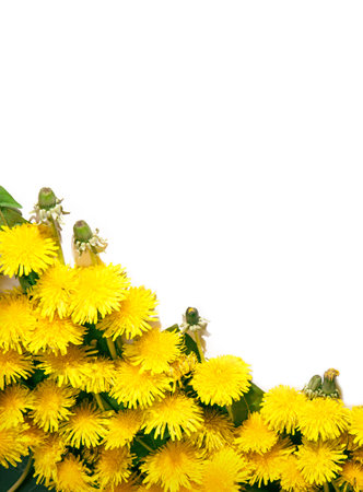 Simple beautiful lush cute corsage of vivid ocher fluffy blowballs with green leaves isolated on white backdrop. View close-up with space for textの写真素材