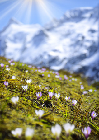 Alpen trip mountainside vista of rock summit plateau scene. Sunlight scenery view with space for text on high bright blue crag mount backdrop. Light purple color first Croci on glade slopeの写真素材