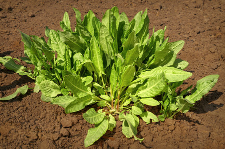 Lush scrub young sorrel bright sunny spring day. View close-up with space for text on on loosening landの写真素材