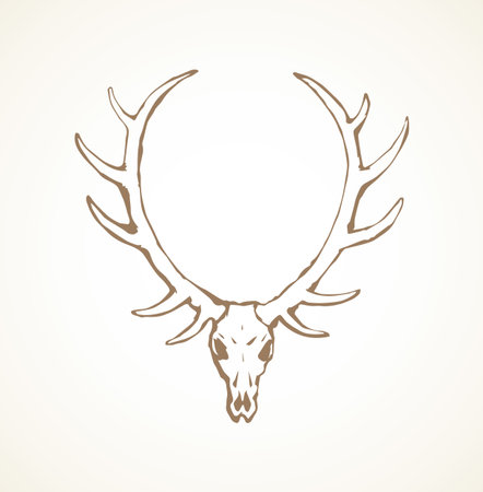 Ancient big horny roe ox muzzle on white backdrop. Freehand line black ink hand drawn decor logotype sketchy in antique scribble art engraving print style pen on paper. Close-up with space for textのイラスト素材